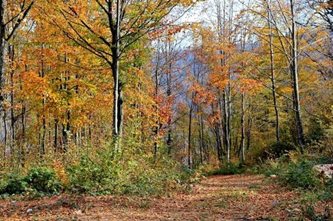 Kartepe Ekoturizm Alanı