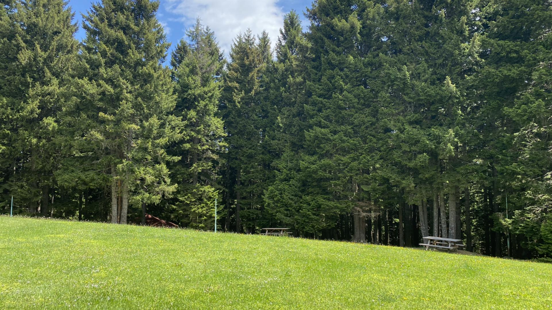 Salon Çayırı Orman Parkı