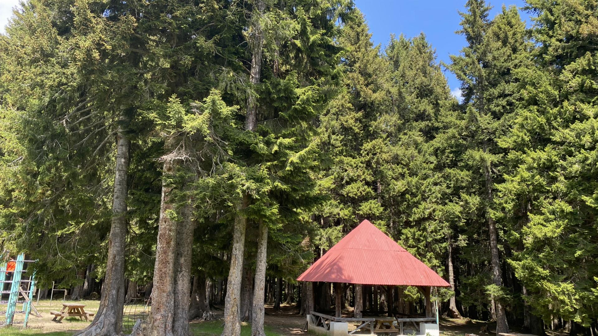 Salon Çayırı Orman Parkı