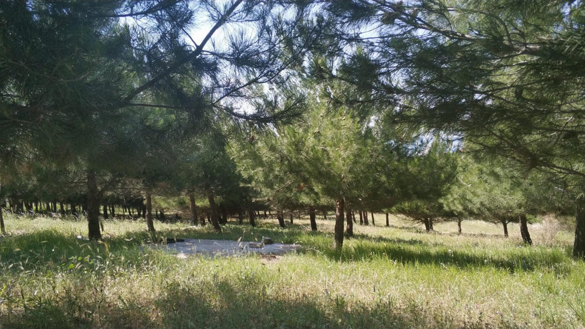 Sülüklüçeşme Orman Parkı