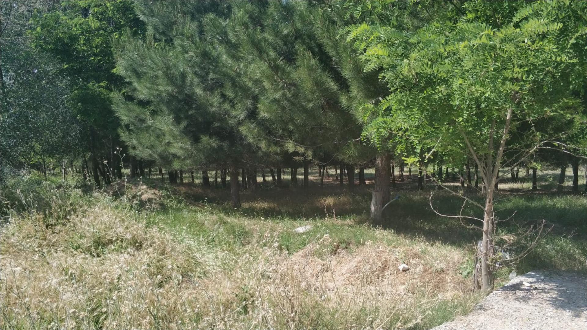 Sülüklüçeşme Orman Parkı