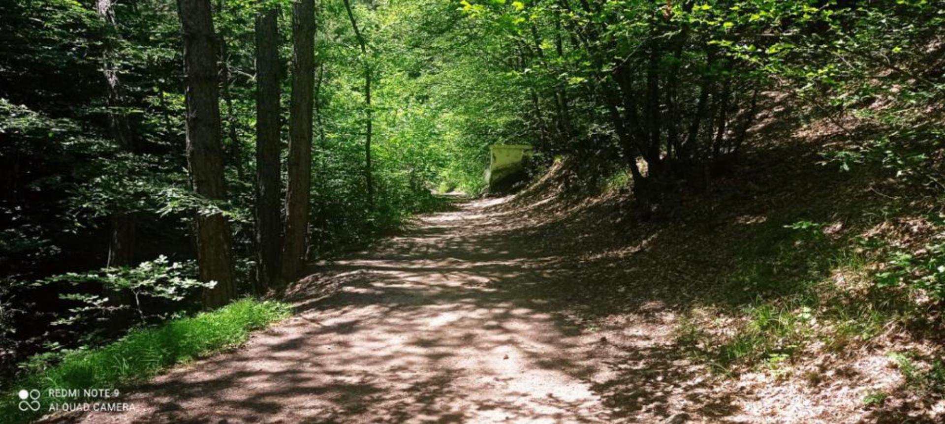 Şelale Orman Parkı