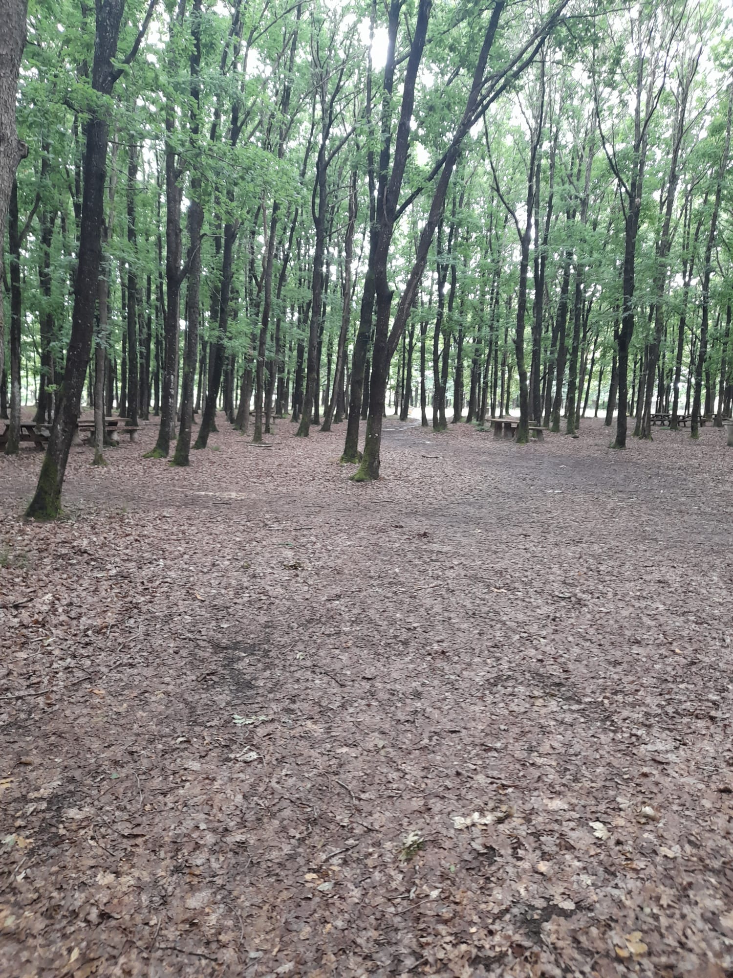 Safaalan Orman Parkı