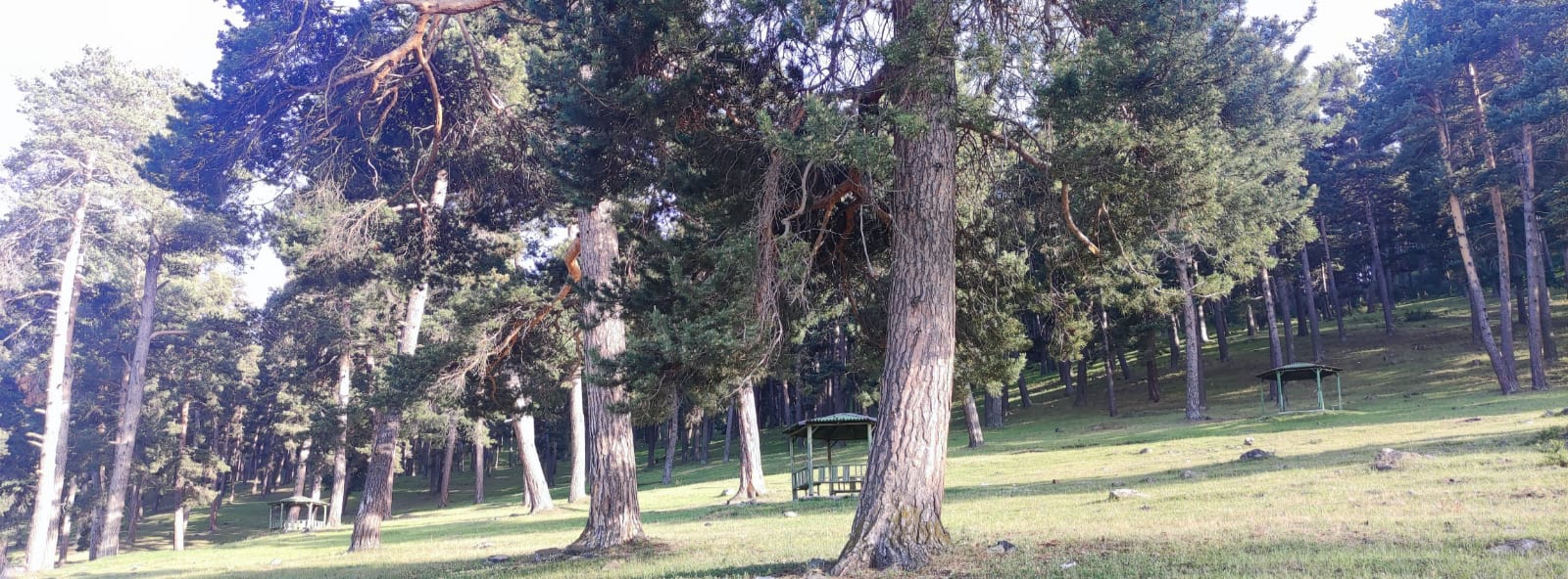 Göle Orman Parkı