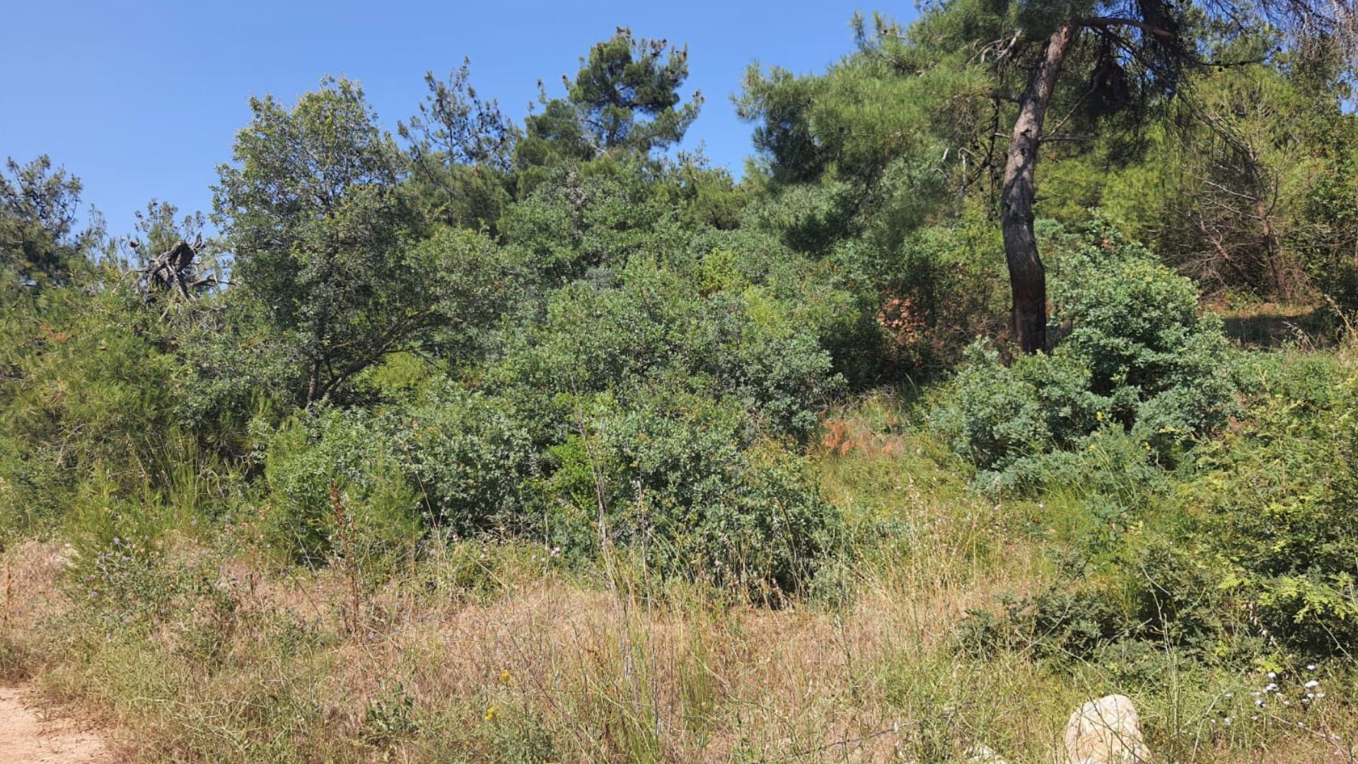 Osmaneli Gölbaşı Orman Parkı