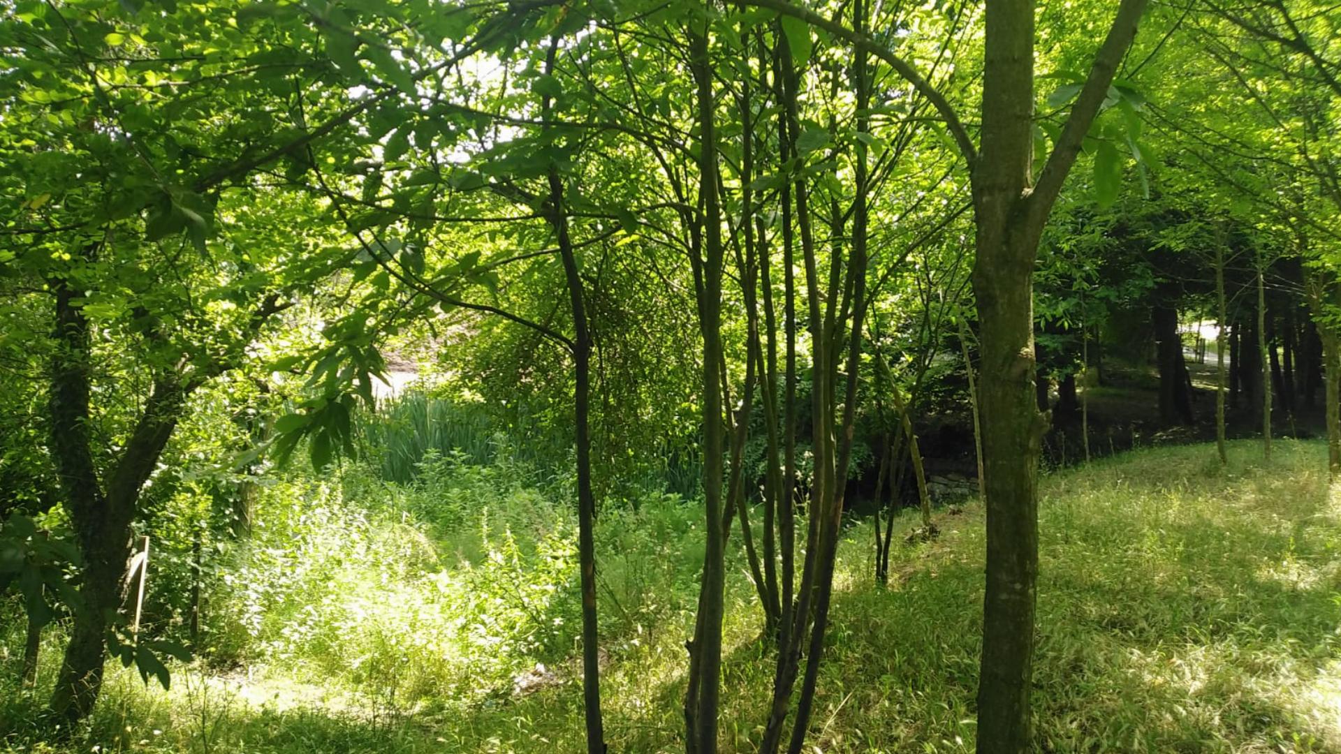 Pınar Orman Parkı