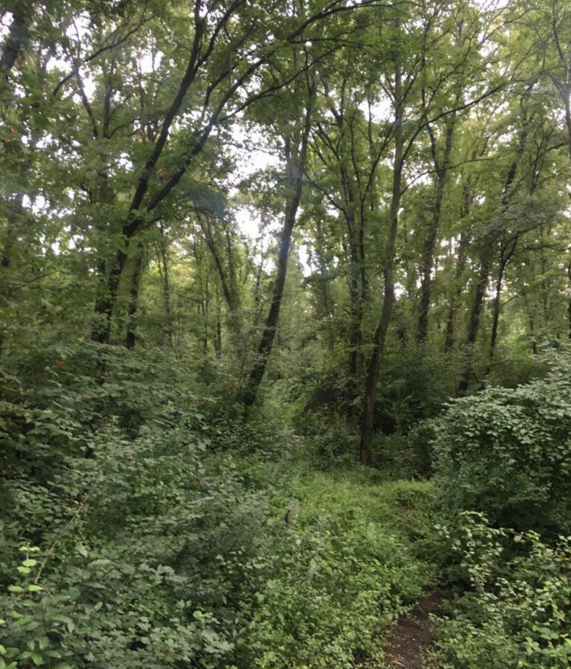 Arapkuyusu Orman Parkı