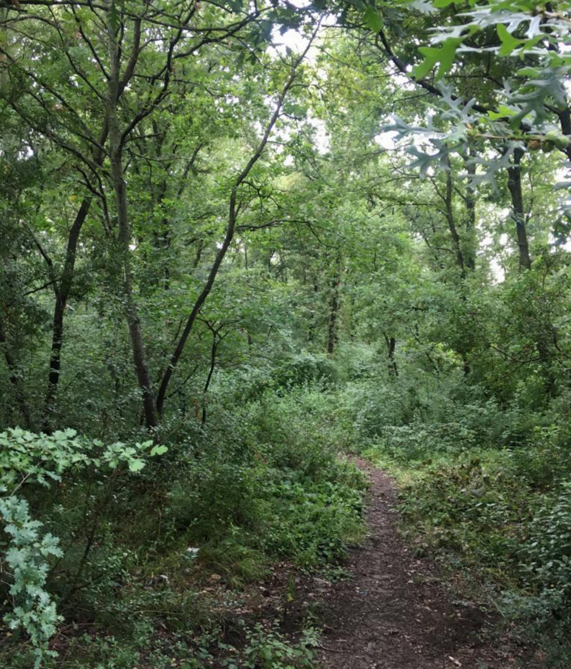 Arapkuyusu Orman Parkı