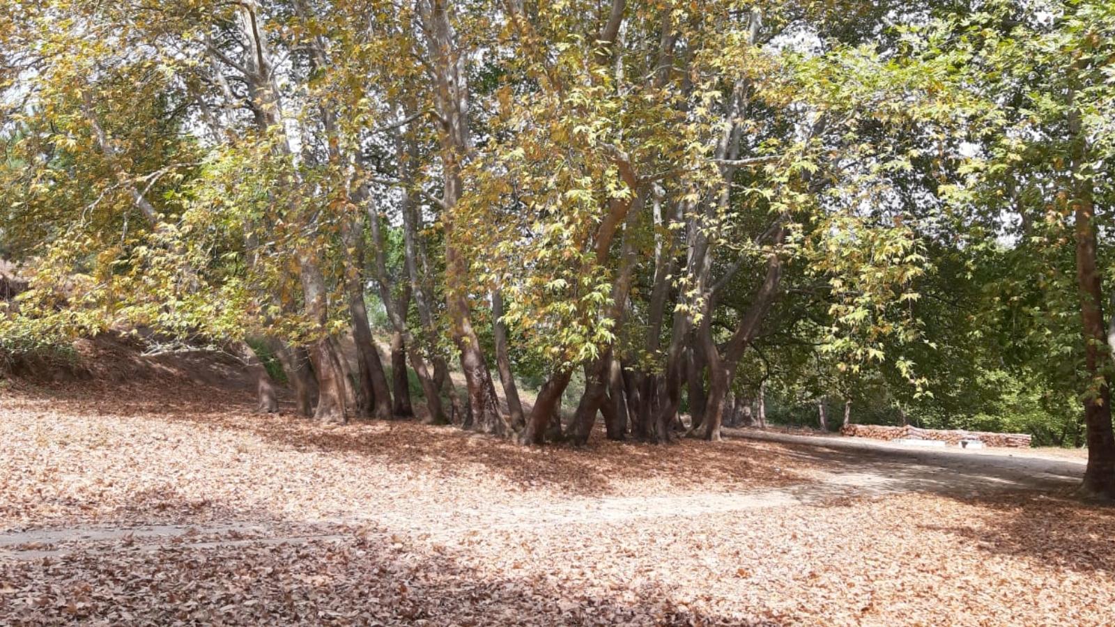 Karapürçek Orman Parkı