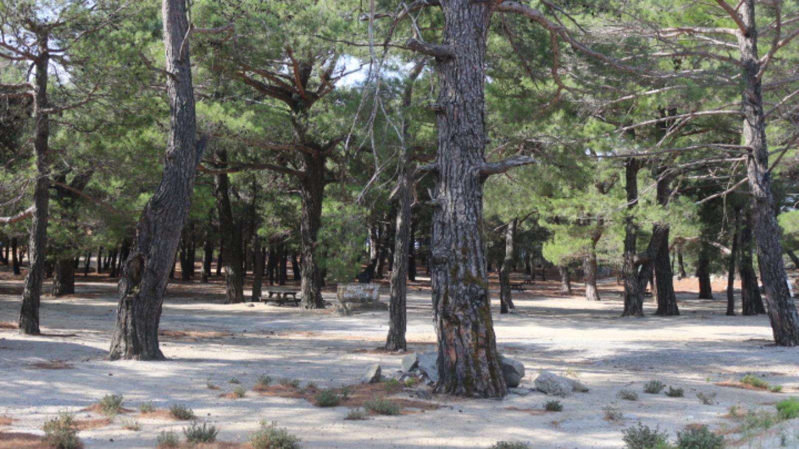 Talimalanı Orman Parkı