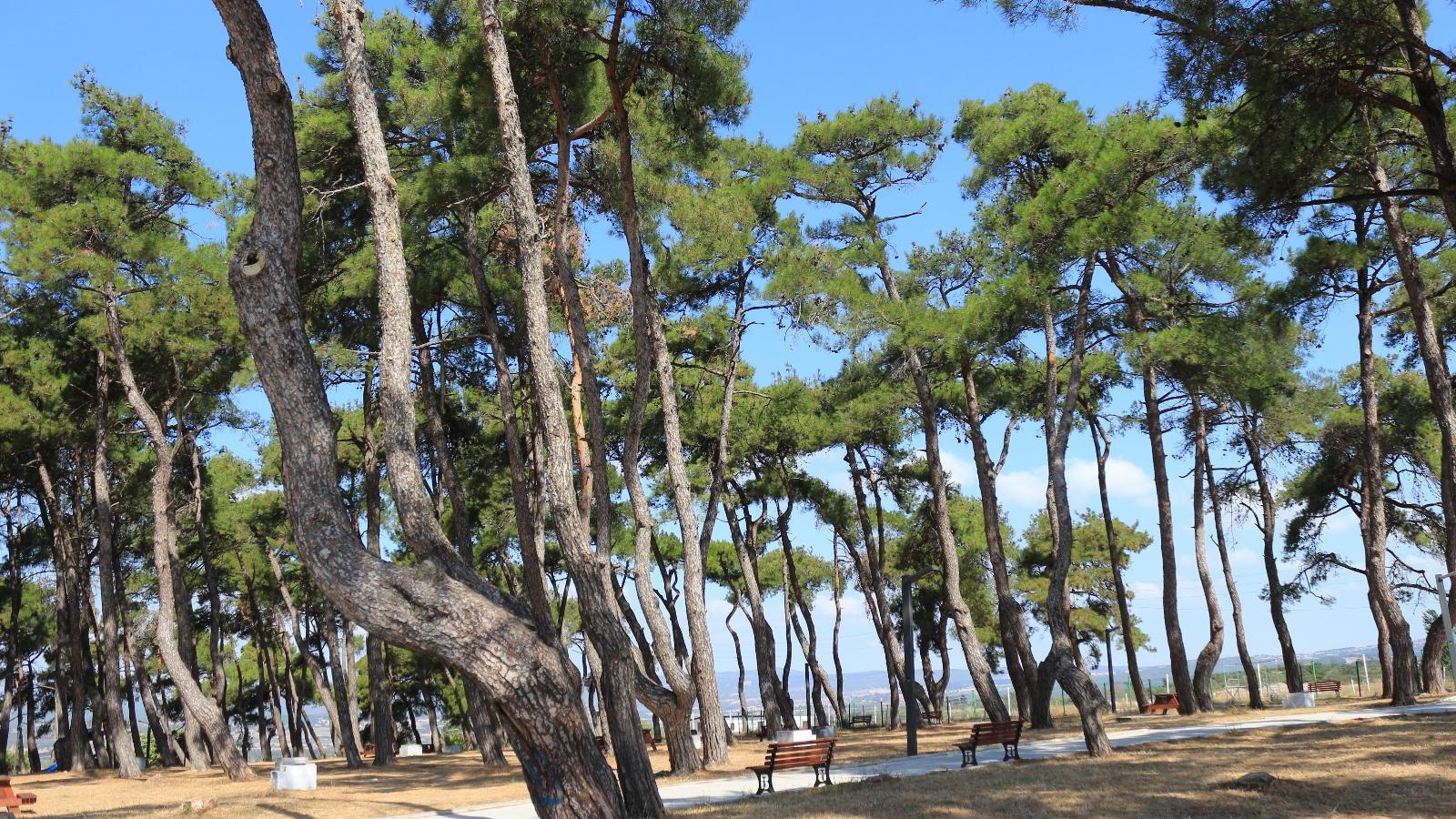 Savaştepe Çamlık Orman Parkı 