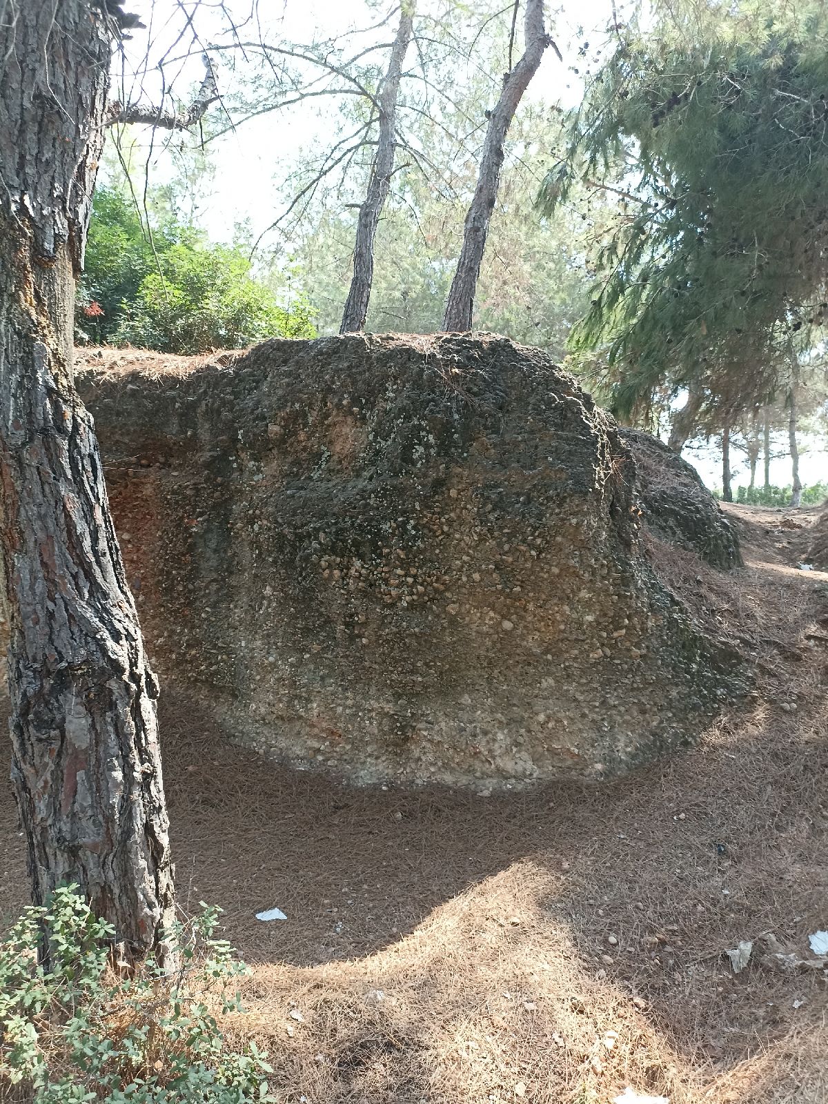 Sarıçam Yörük Ormanı