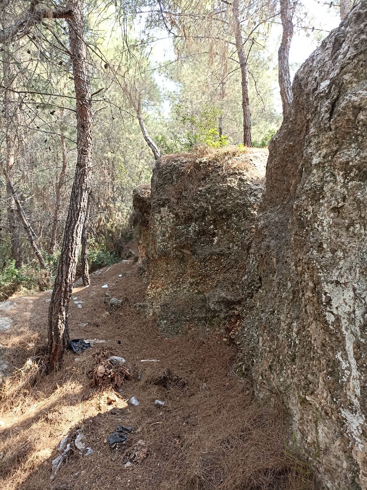Sarıçam Yörük Ormanı