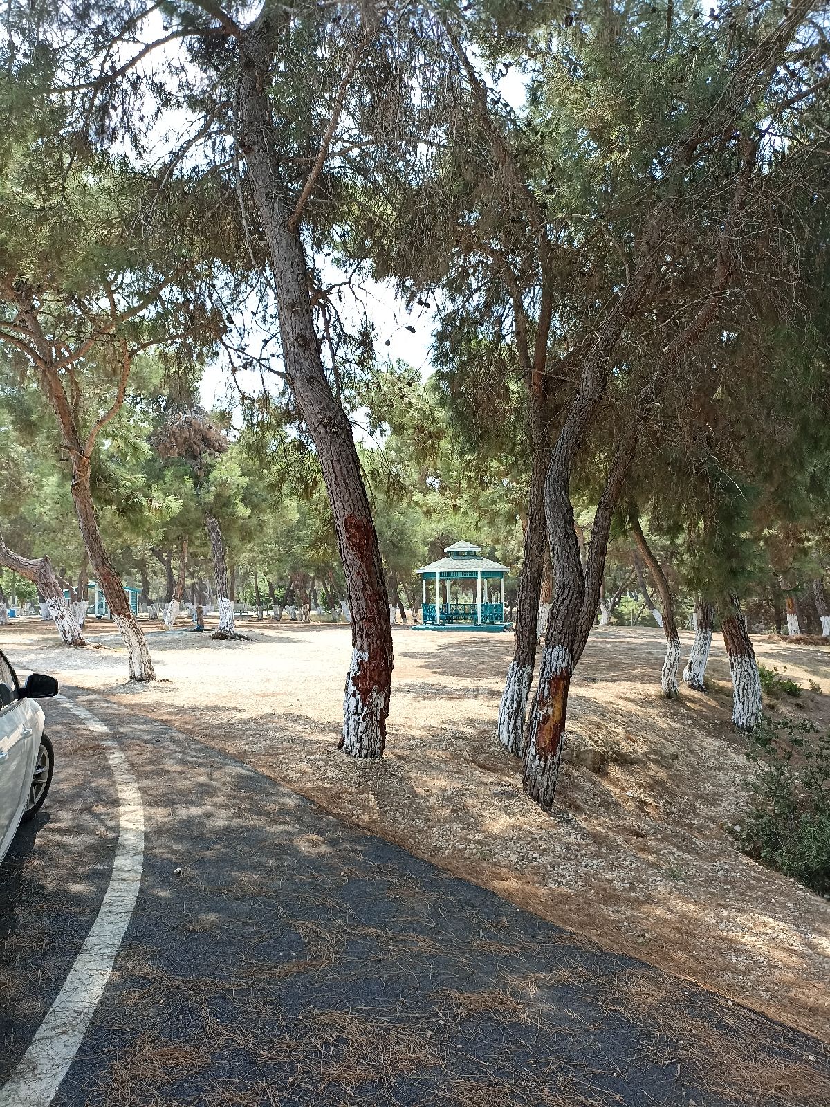 Sarıçam Yörük Ormanı