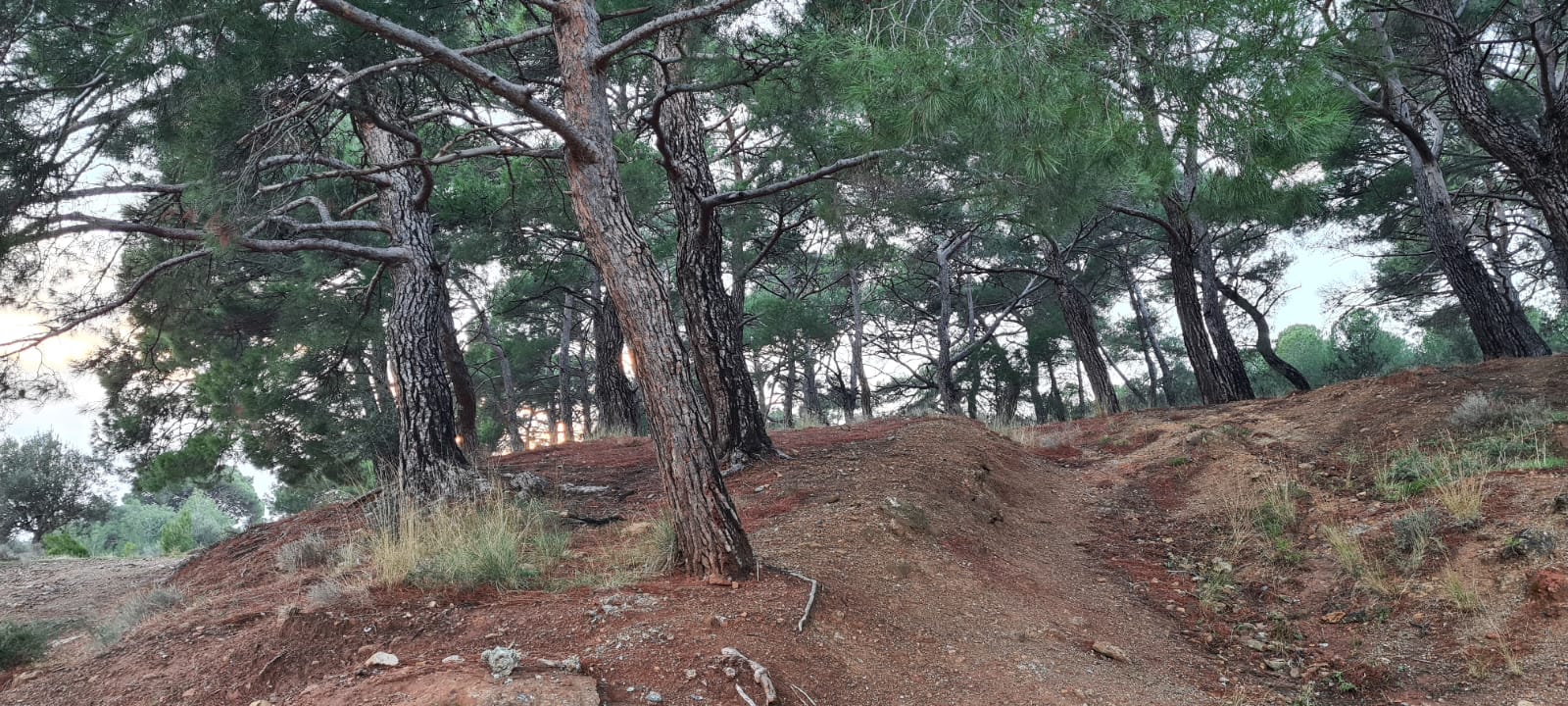Şehitlik Koruluğu Orman Parkı