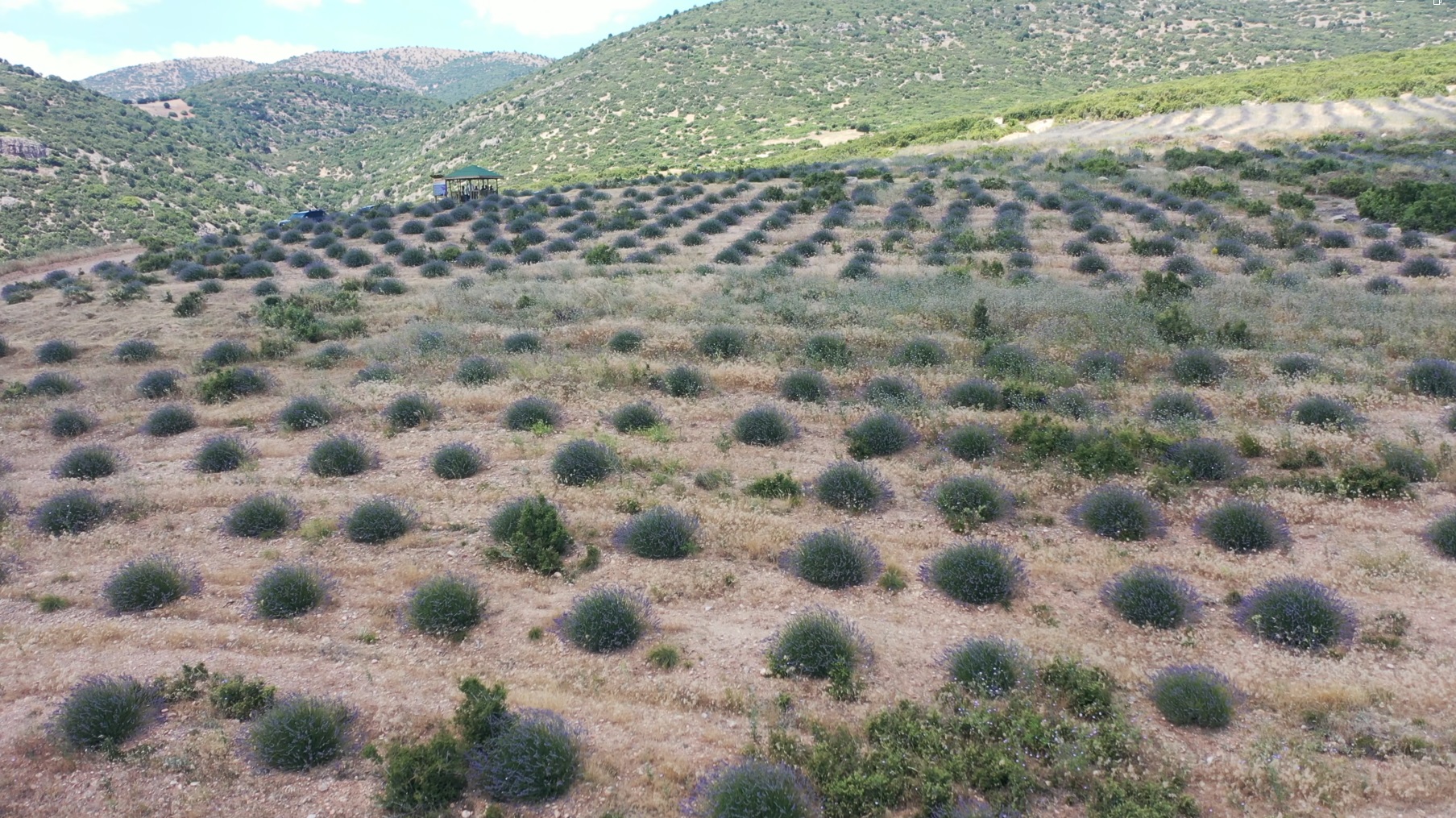 Eğriyol Ekoturizm Alanı